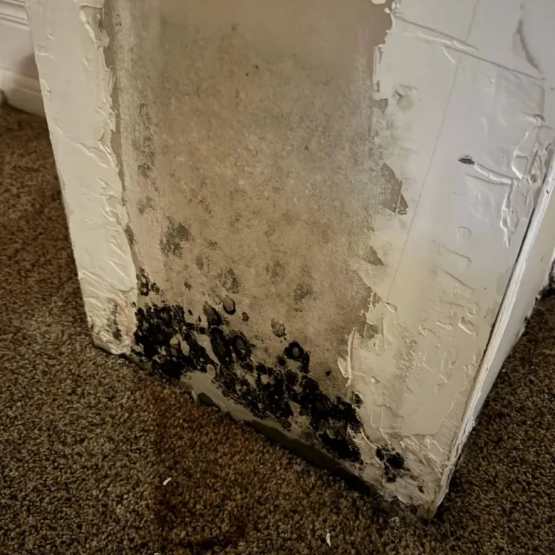 Professional Mold Removal in Rosendale, WI